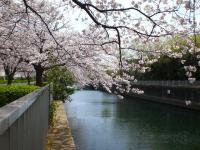 大岡川分水路河畔プロムナードの桜の写真
