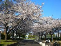 新杉田公園の桜の写真