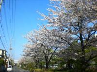 杉田川ふれあい散歩道の桜の写真