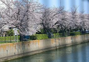 大岡川分水路・河口付近の桜