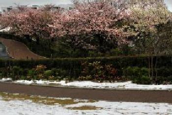 ブリリアシティ横浜磯子内の桜