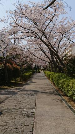 洋光台北団地の桜