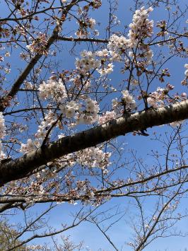 Cherry blossoms in Kuraki Park