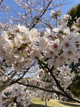 久良岐公園の桜