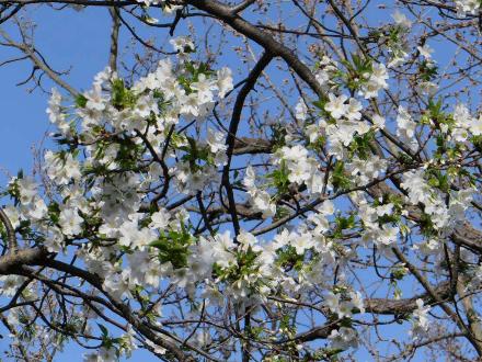 La cereza florece del parque en uno de un pino