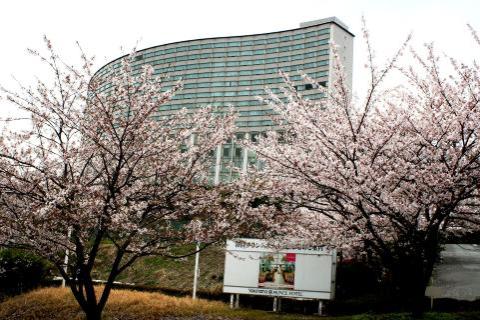 横浜プリンスホテルの桜