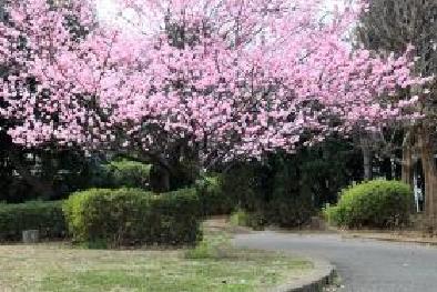 岡村公園の早咲きの桜
