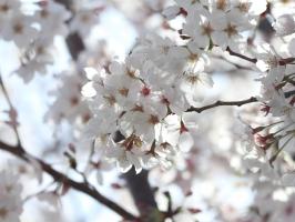 大岡川分水路河畔プロムナードの桜
