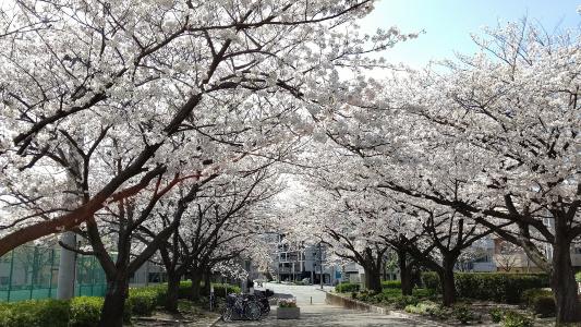 Cereja floresce de Parque de Shinsugita