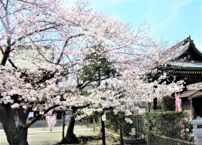 東禅寺の桜