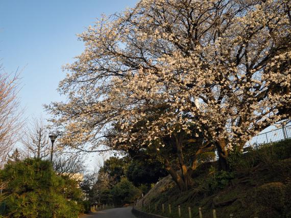 岡村公園の桜