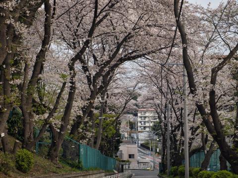 岡村小学校の桜