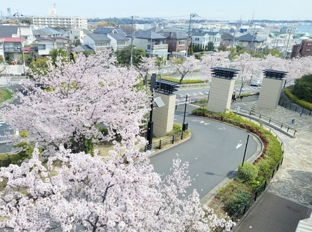 Brillia City 横浜磯子 ヒルトップモールの桜