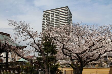 東漸寺の桜
