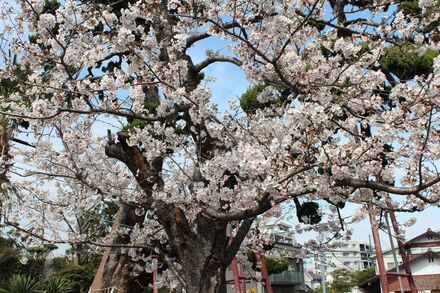 妙法寺の桜