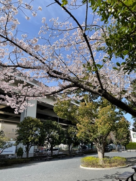 Cherry blossoms in the green zone