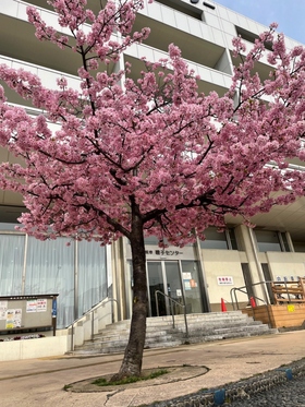 Cherry blossoms at Isogo Center