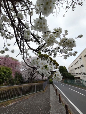 汐見台中学校横坂道の桜