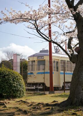 久良岐公園の桜