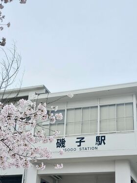 磯子駅前の桜