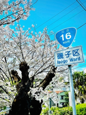 新杉田付近の桜