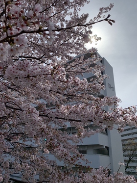 Cherry blossoms at Yokodai Chuo housing complex