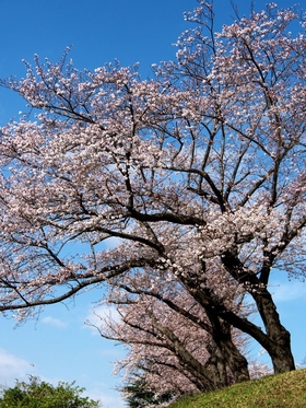 Cherry blossoms at Shiomidai