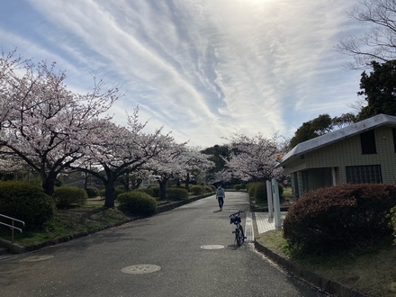 Cherry blossoms in Kuraki Park