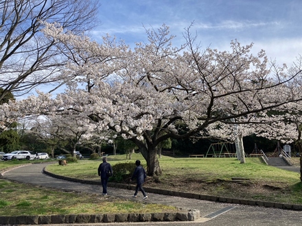 Cherry blossoms in Kuraki Park