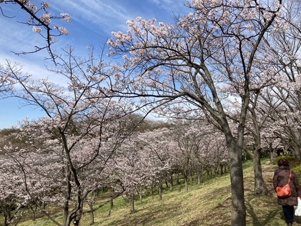 La cereza florece de Parque de Kuraki