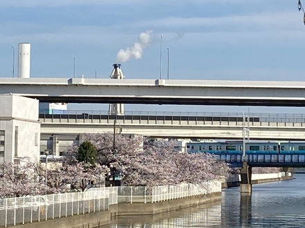 Cherry blossoms in Yahatabashi
