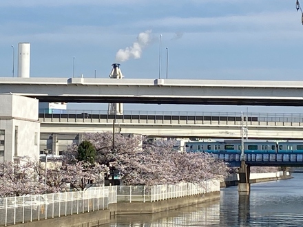 La cereza florece del Yahatabashi