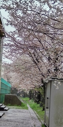 洋光台第四小学校内体育館横の桜