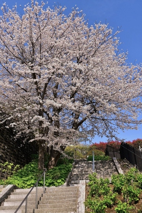 氷取沢小学校跡地公園の桜
