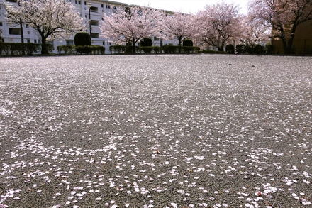磯子区洋光台５丁目の桜