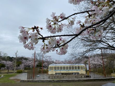 Cherry blossoms in Kuraki Park