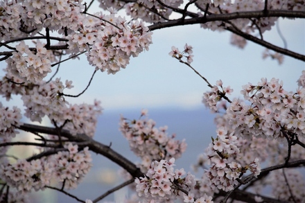 ブリリアシティ横浜磯子 プリンス坂の桜