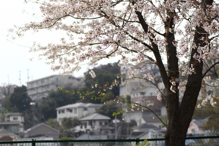 磯子台付近の桜