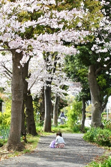 Cherry blossoms along Isogo Industrial Road