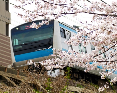 磯子産業道路沿いの桜