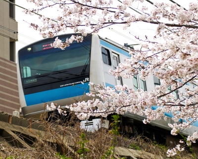 沿着矶子产业道路的樱花