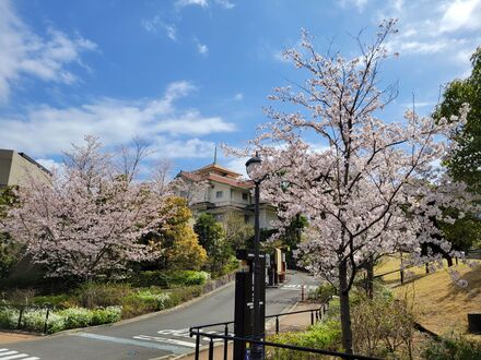 ブリリアシティ横浜磯子の桜