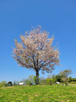磯子台紅取第二公園の桜