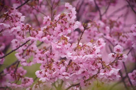 坪吞中央の桜