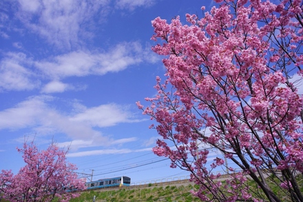 坪吞中央の桜