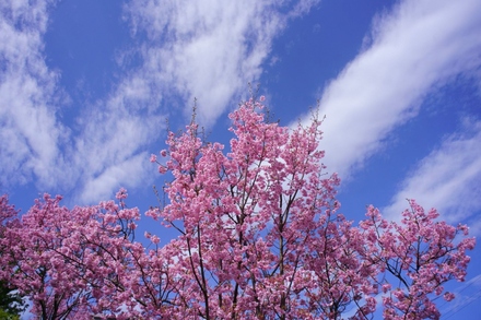 La cereza florece del tsubo. el centro