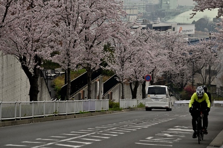 磯子台の桜