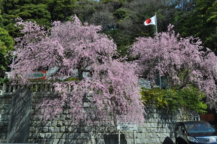 根岸八幡神社の桜