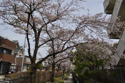 杉田川ふれあい散歩道の桜