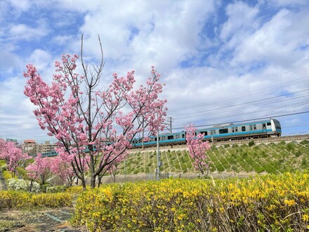 Cherry blossoms in Sugita Tsubo